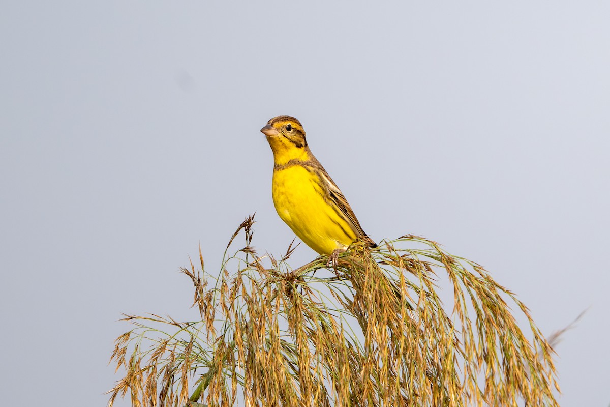 シマアオジ - ML644585341