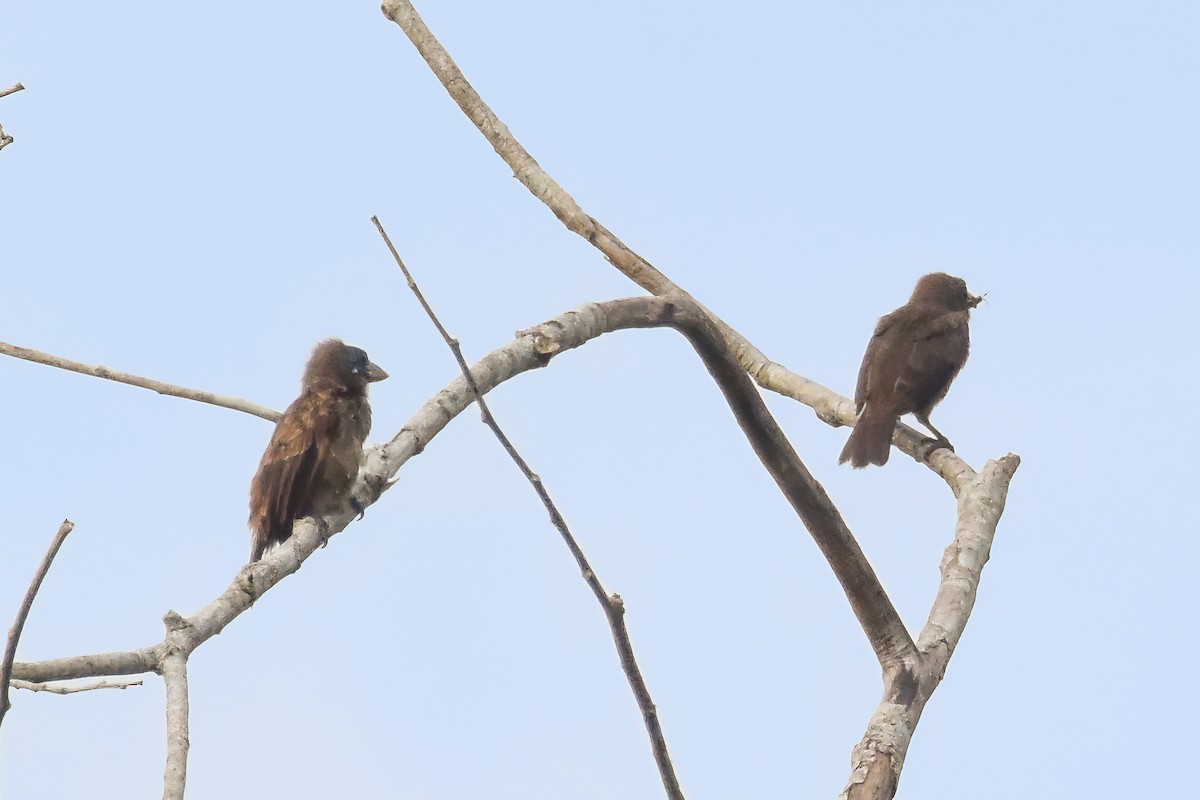 Naked-faced Barbet - ML644585354
