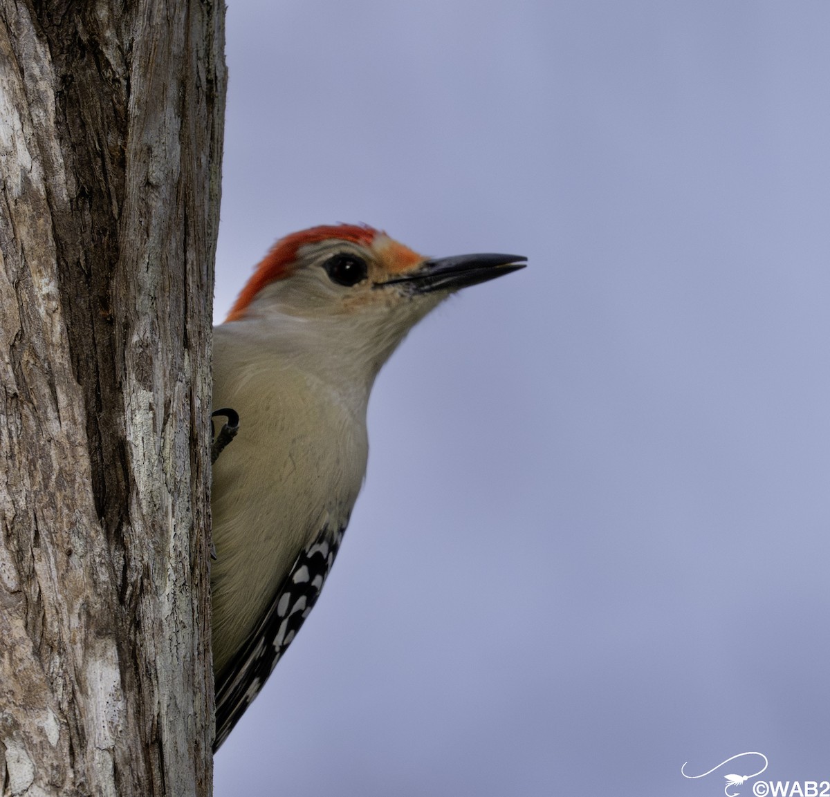 Carolinaspecht - ML644585364