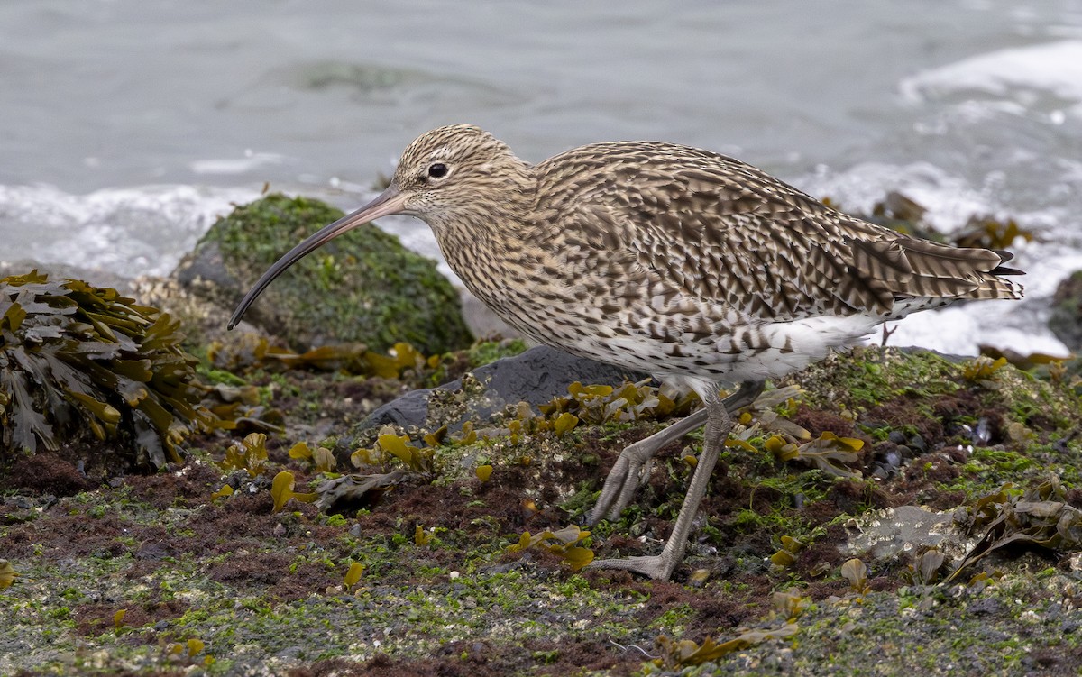 Eurasian Curlew - ML644585365