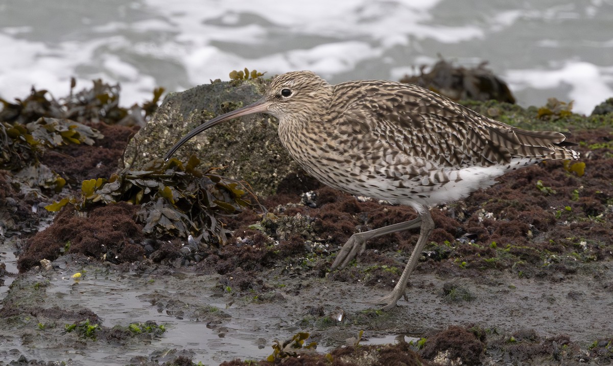 Eurasian Curlew - ML644585366