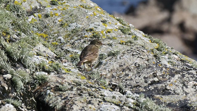 Rock Pipit - ML644585372