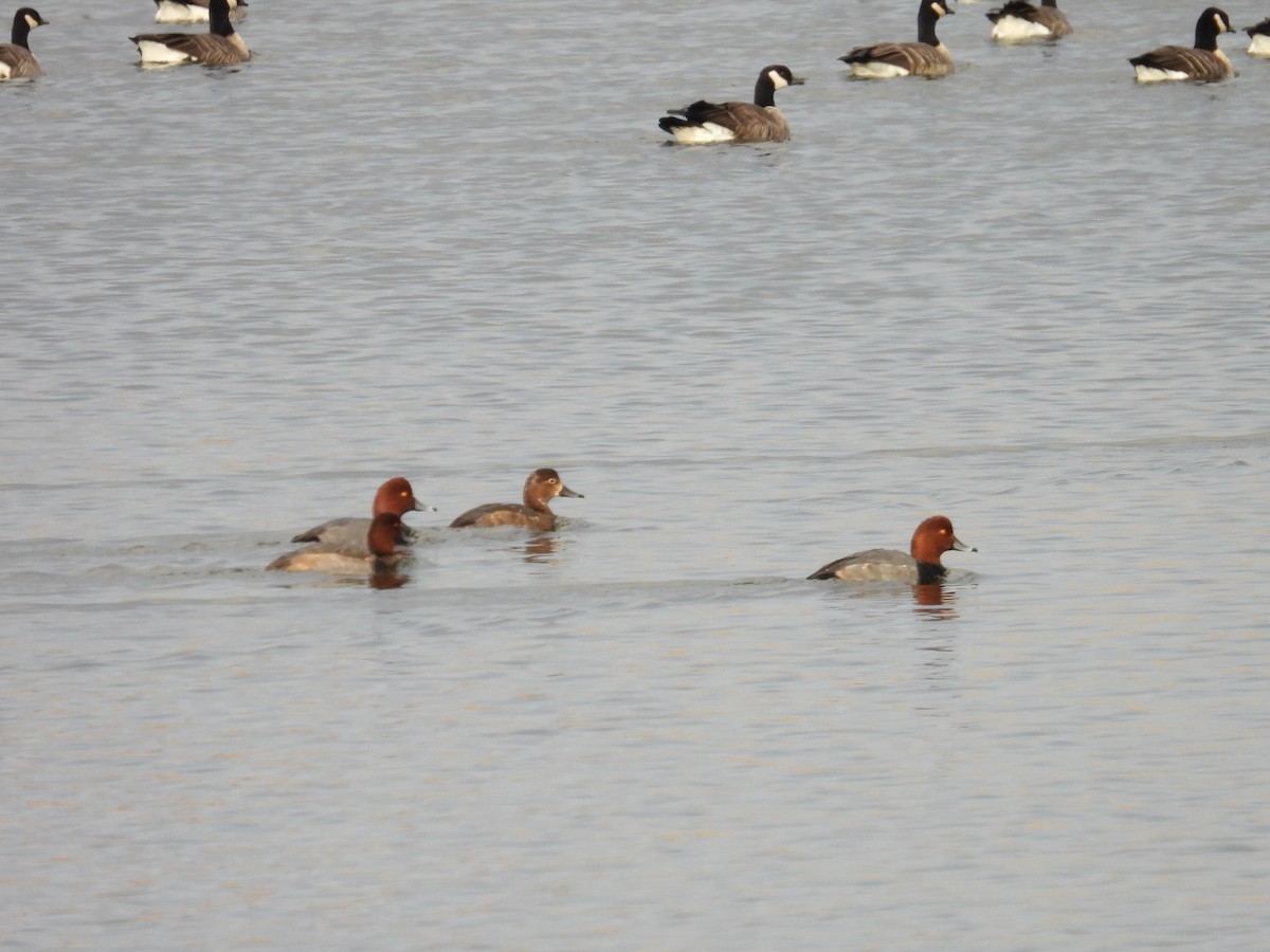 Казарка канадська - ML644585375