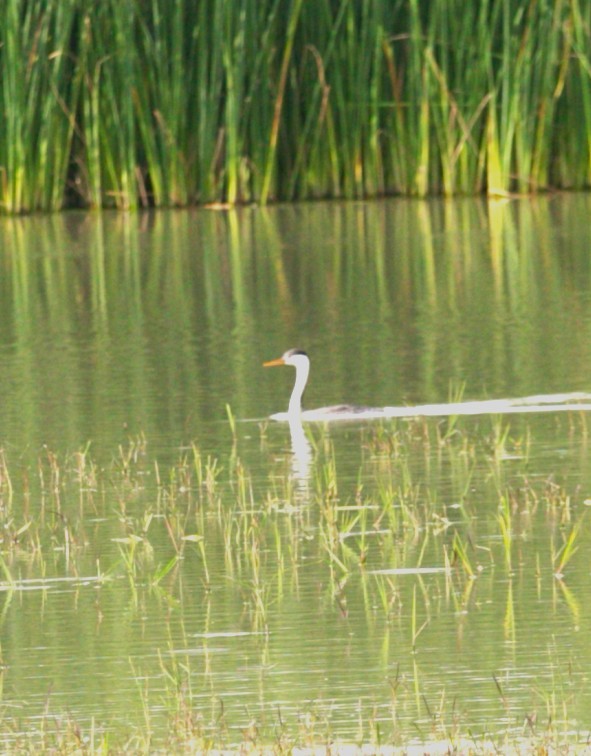 Achichilique de Clark - ML644585378