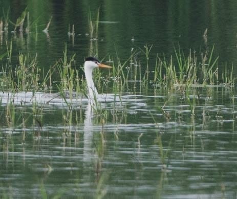 Achichilique de Clark - ML644585379