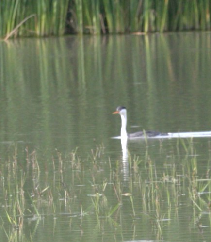 Achichilique de Clark - ML644585380