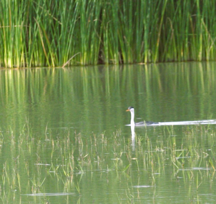 Achichilique de Clark - ML644585381