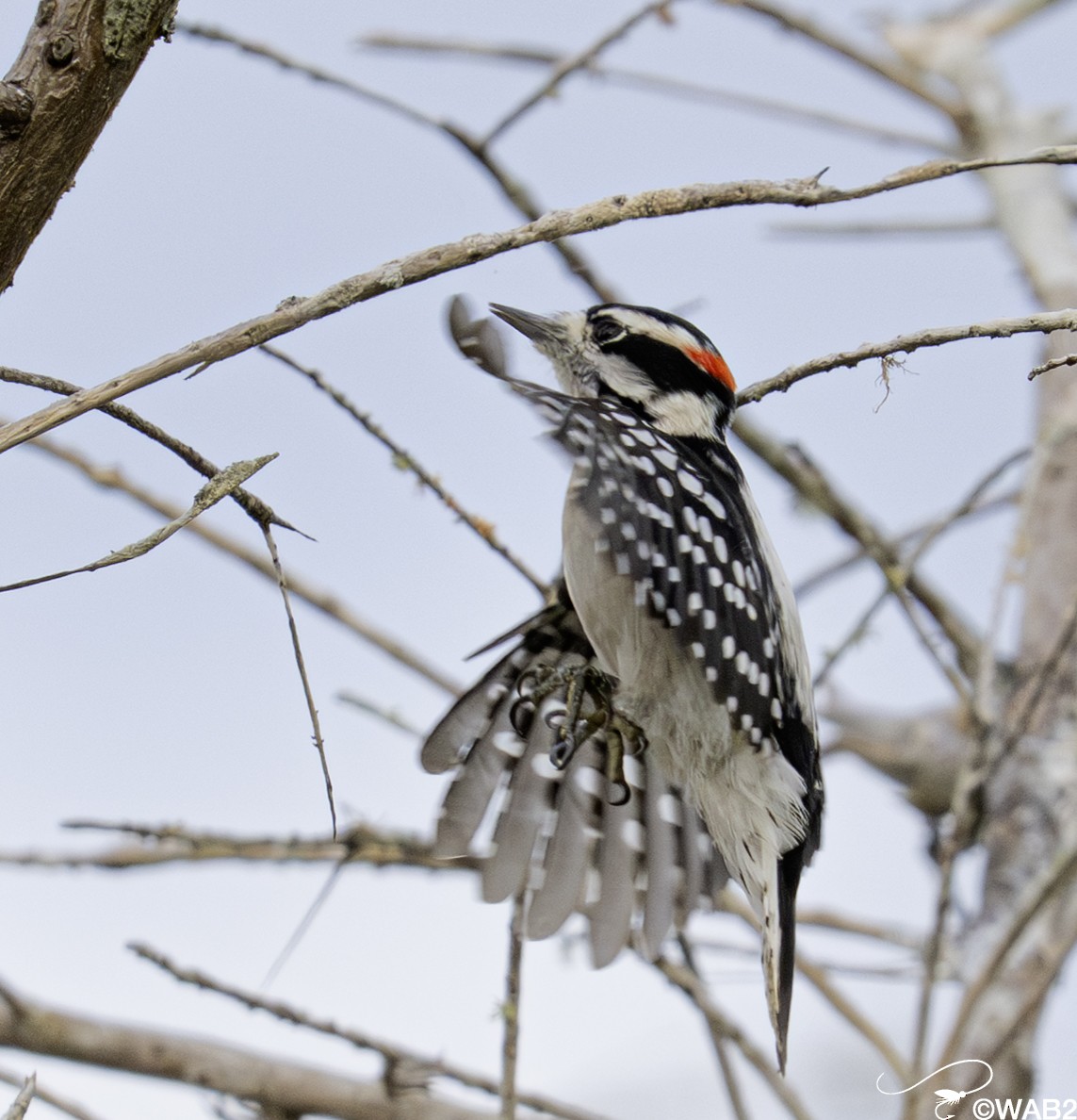 dunspett - ML644585382