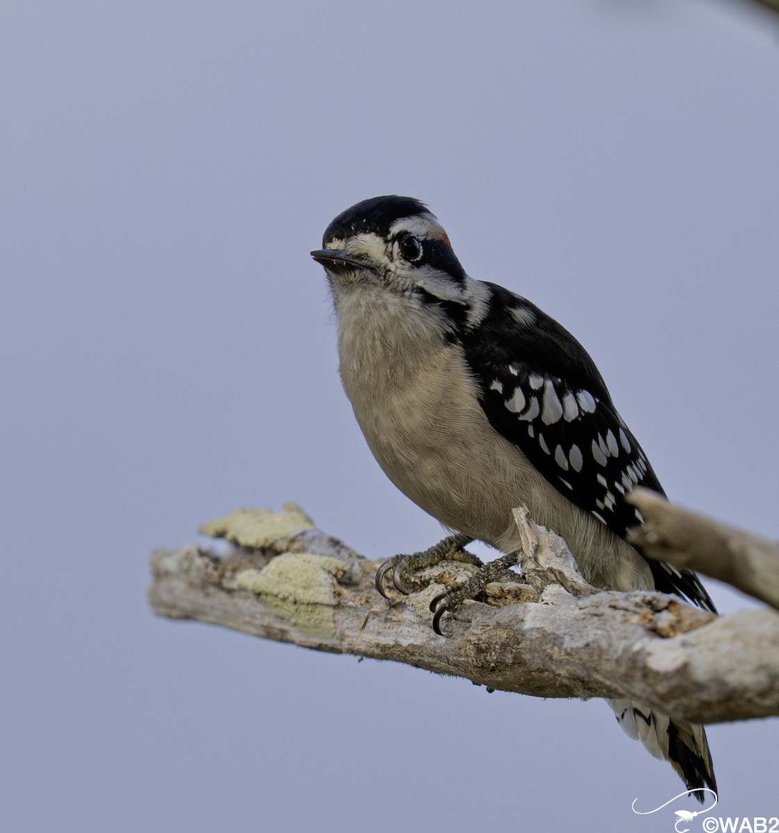 dunspett - ML644585383