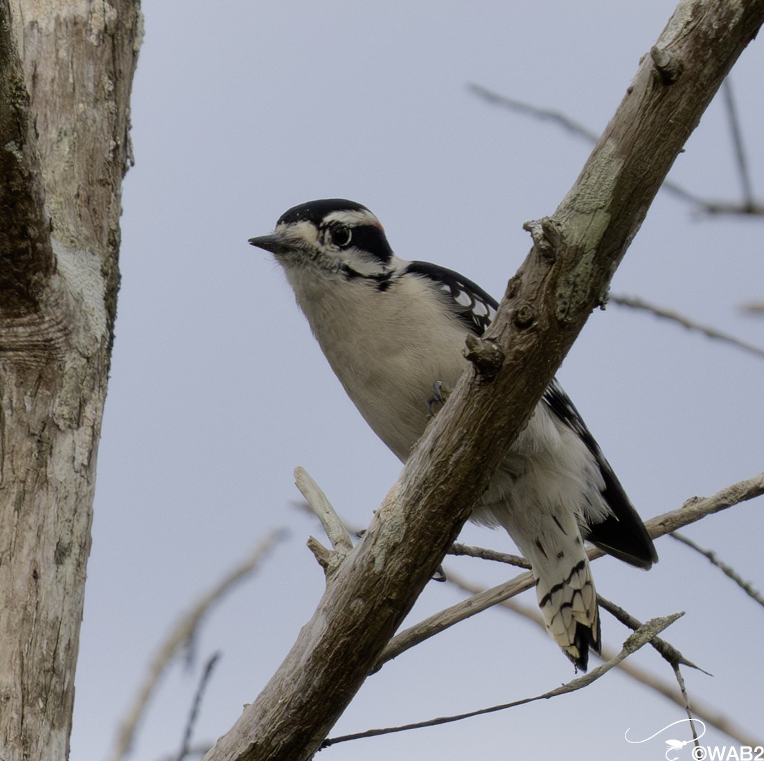 dunspett - ML644585384