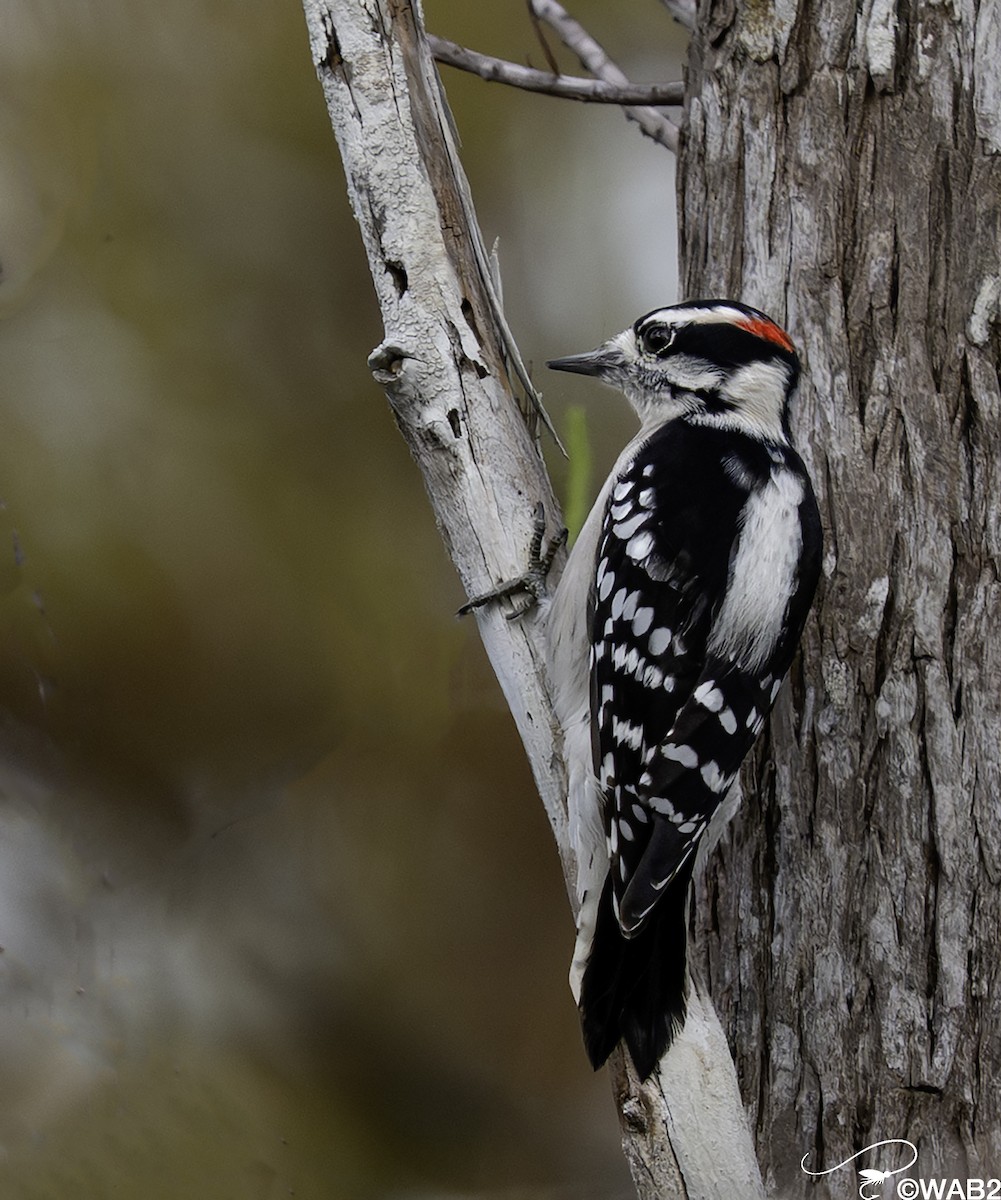 dunspett - ML644585385