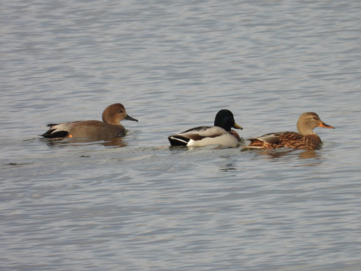 Mallard - ML644585391