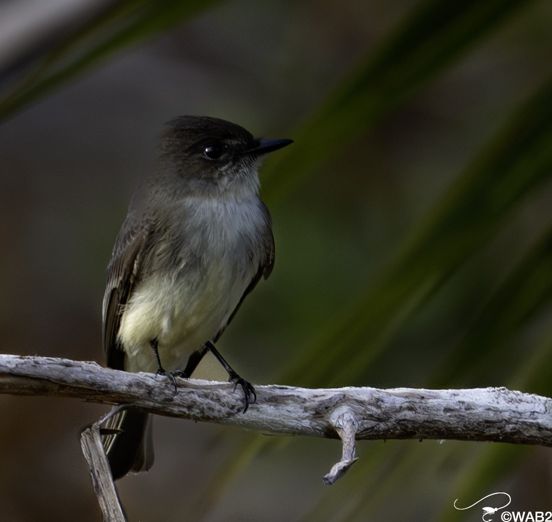 gråfibi - ML644585392