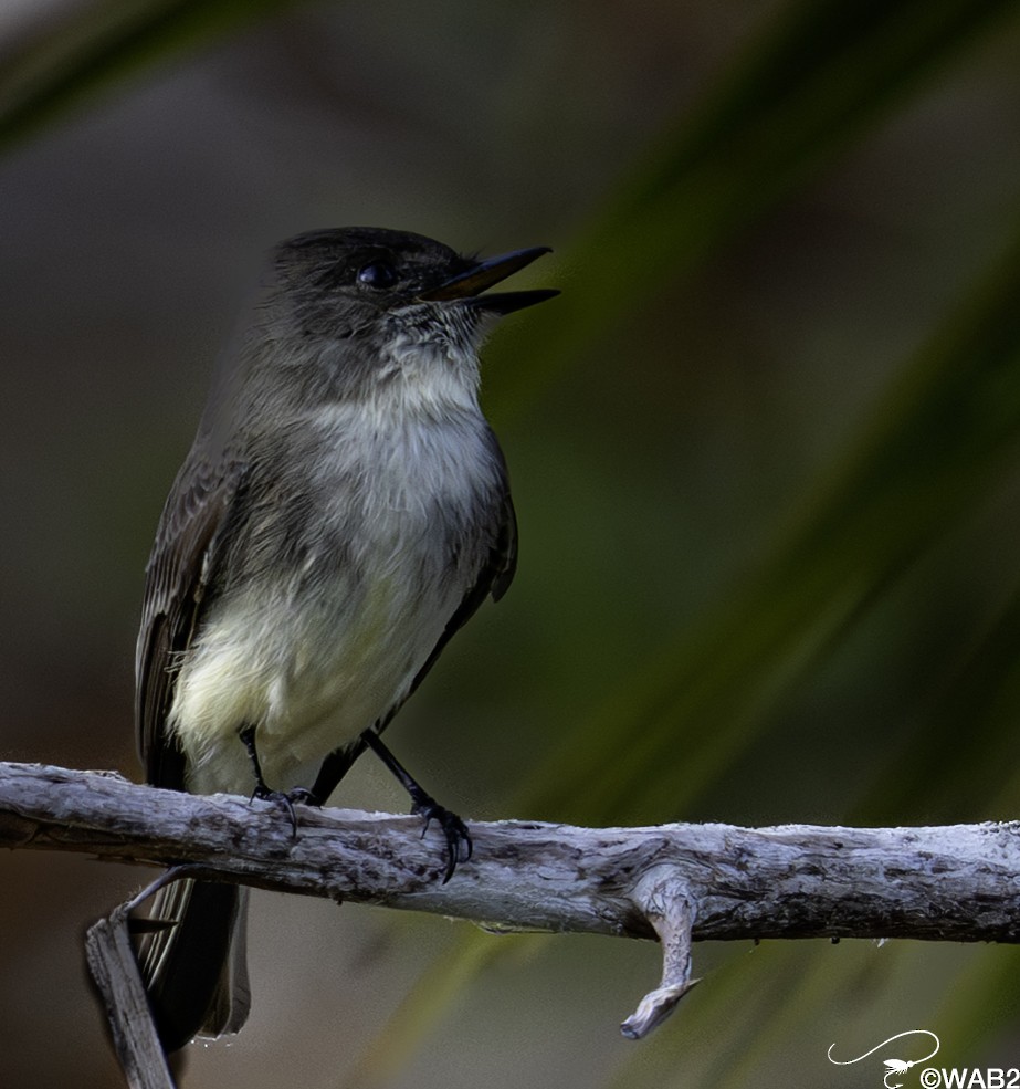 gråfibi - ML644585393