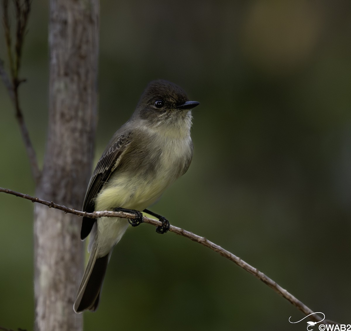 gråfibi - ML644585394