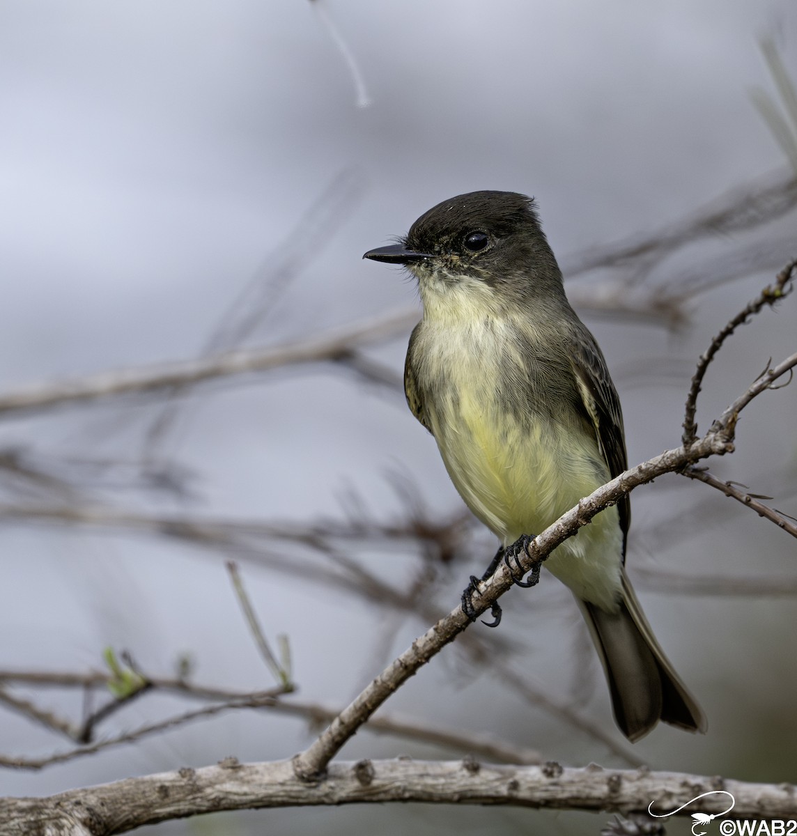 gråfibi - ML644585395