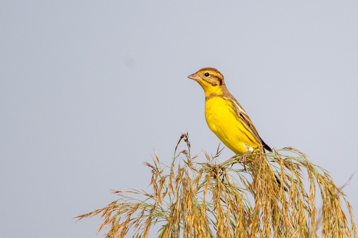 シマアオジ - ML644585397