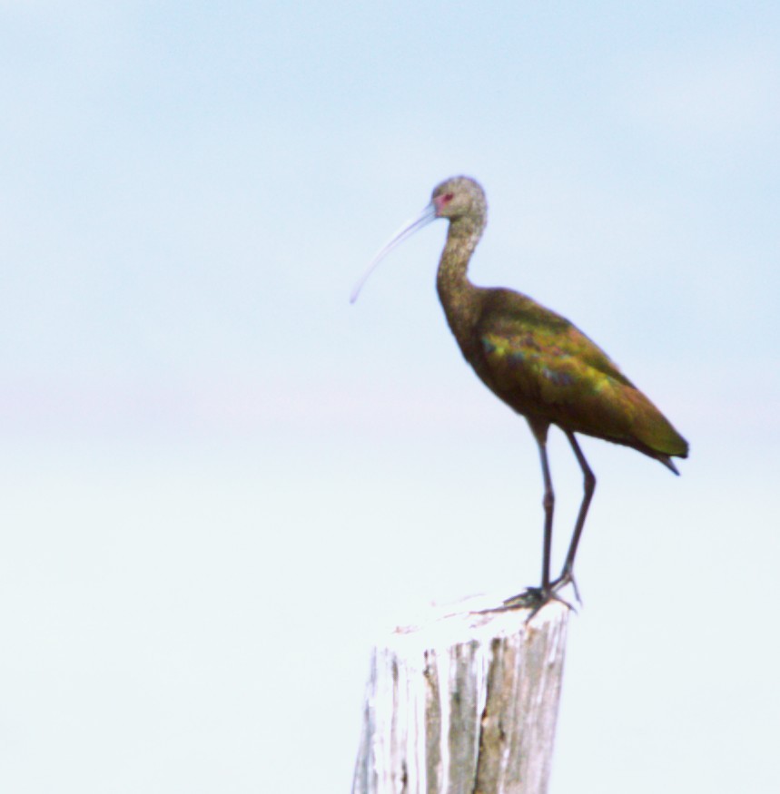 Morito Cariblanco - ML644585398