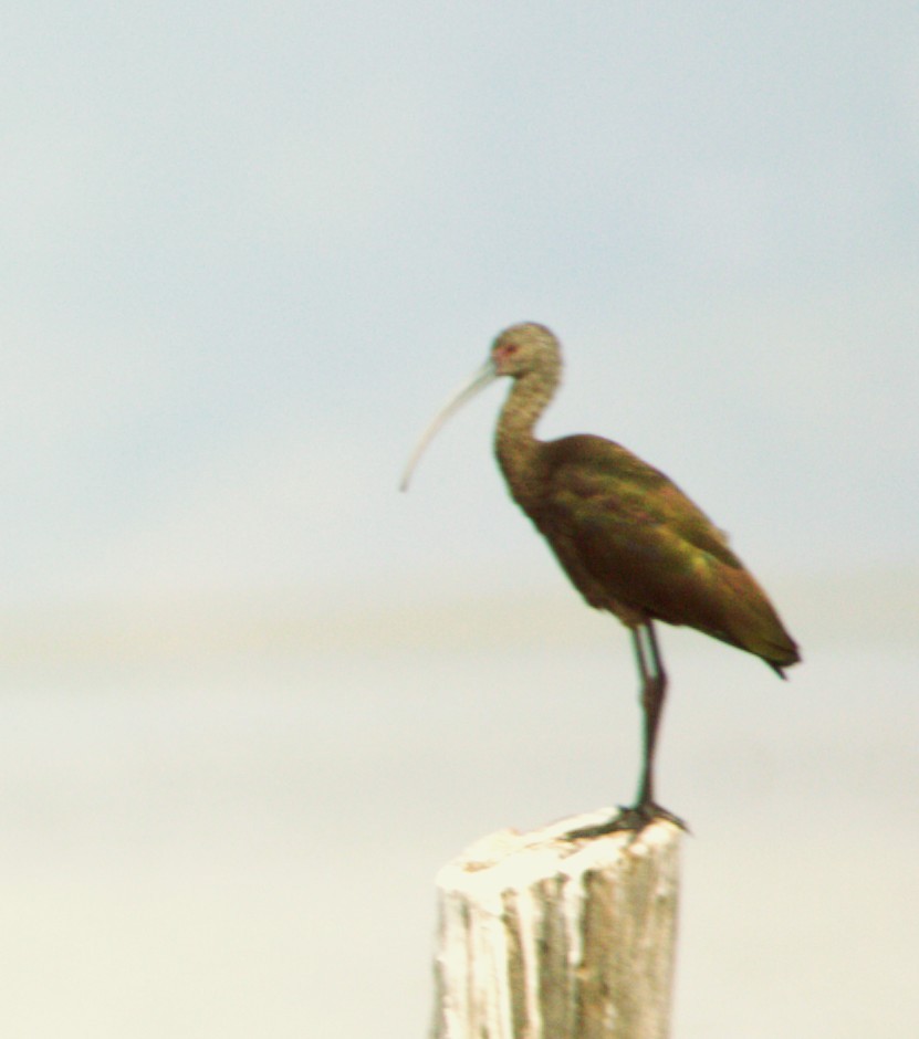 Morito Cariblanco - ML644585399