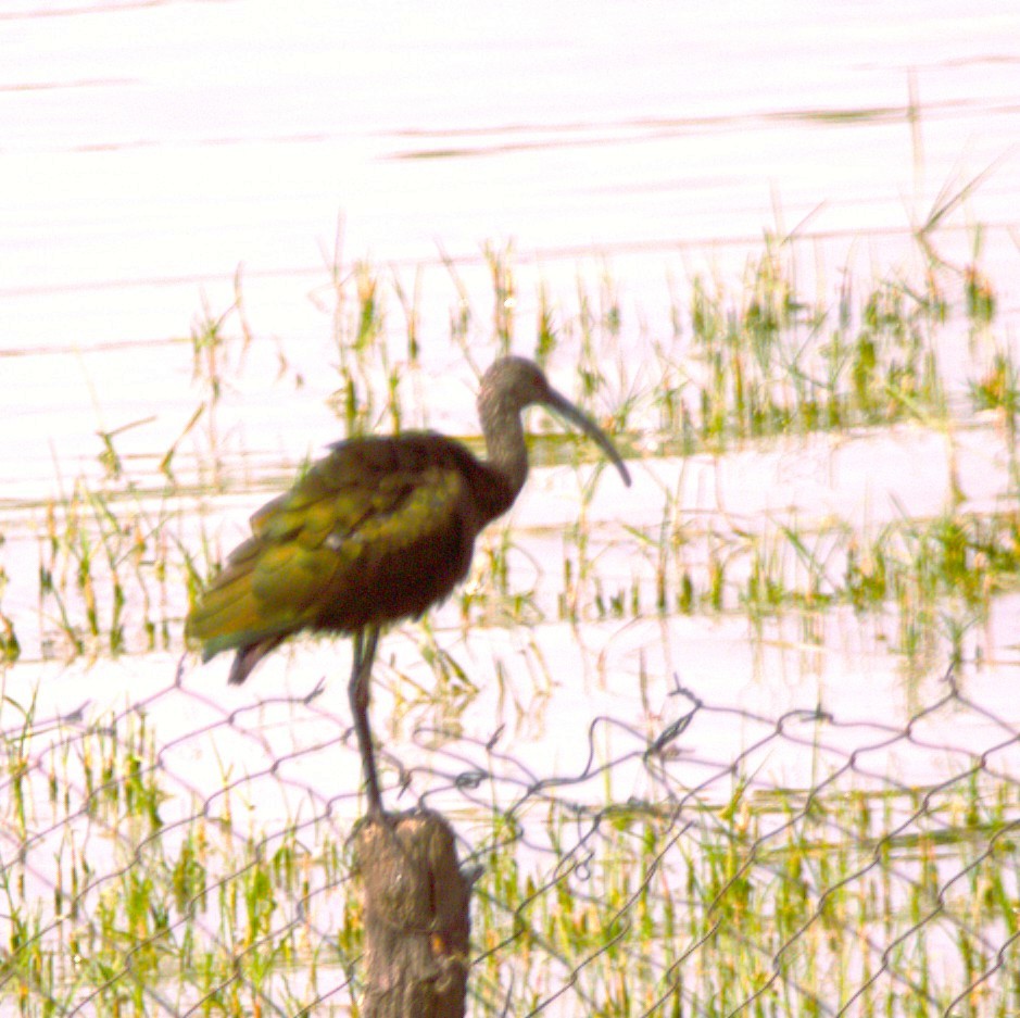 Morito Cariblanco - ML644585400