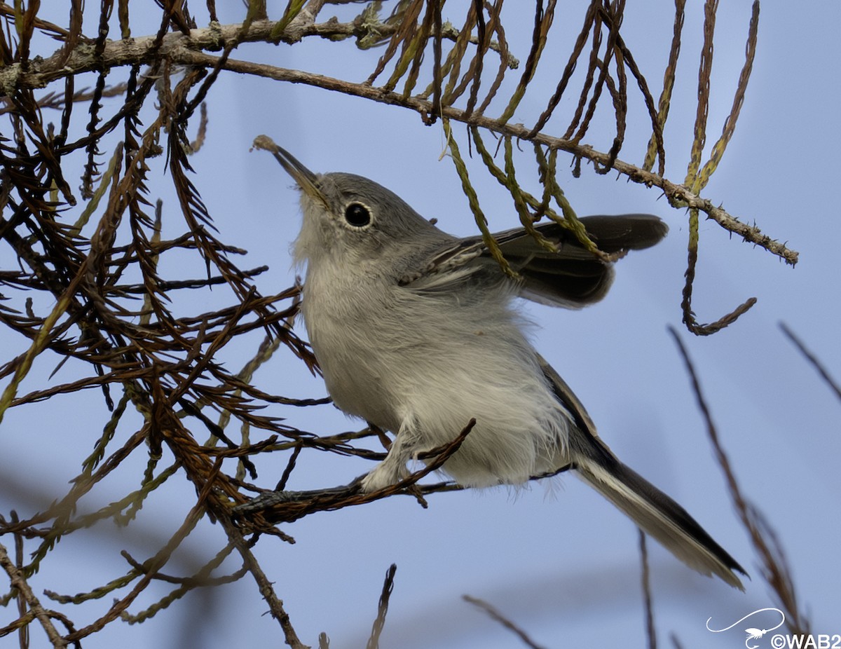 nordmyggsmett - ML644585402