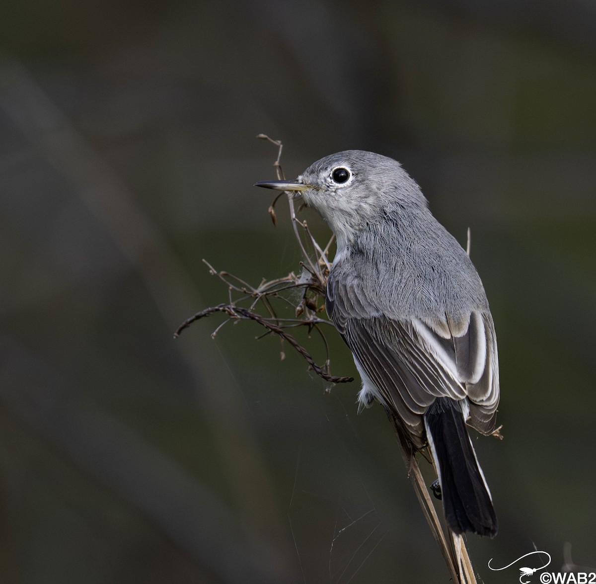 nordmyggsmett - ML644585403