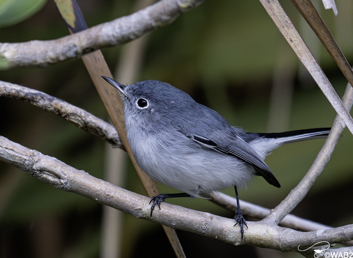 nordmyggsmett - ML644585404