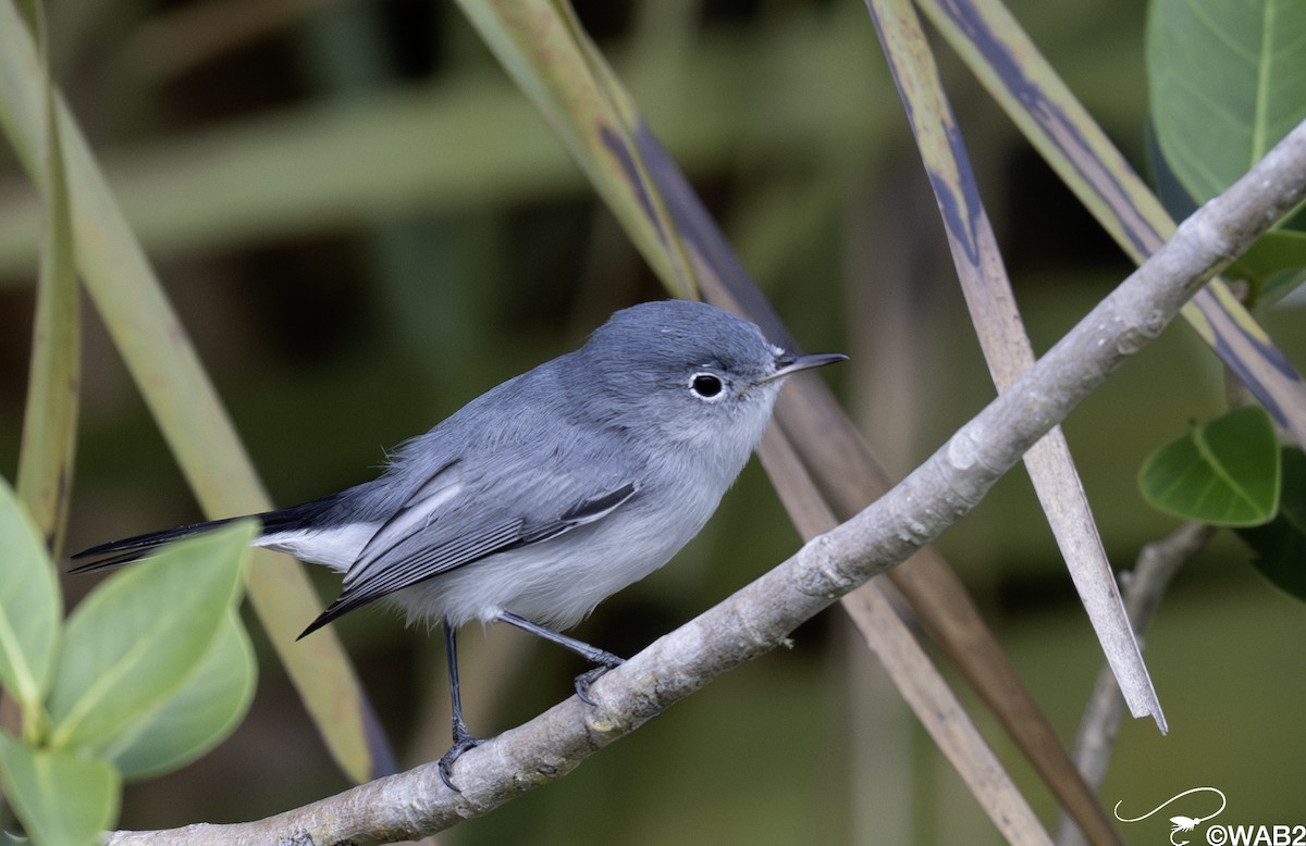 nordmyggsmett - ML644585405