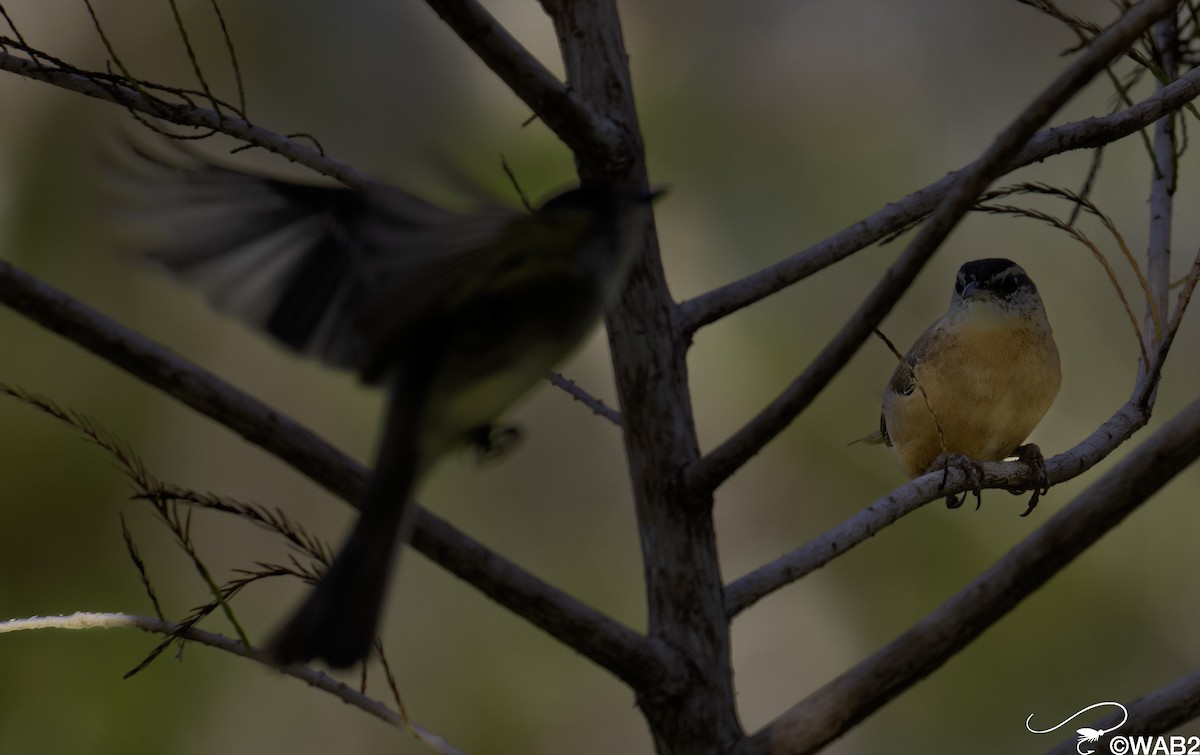 karolinasmett - ML644585418