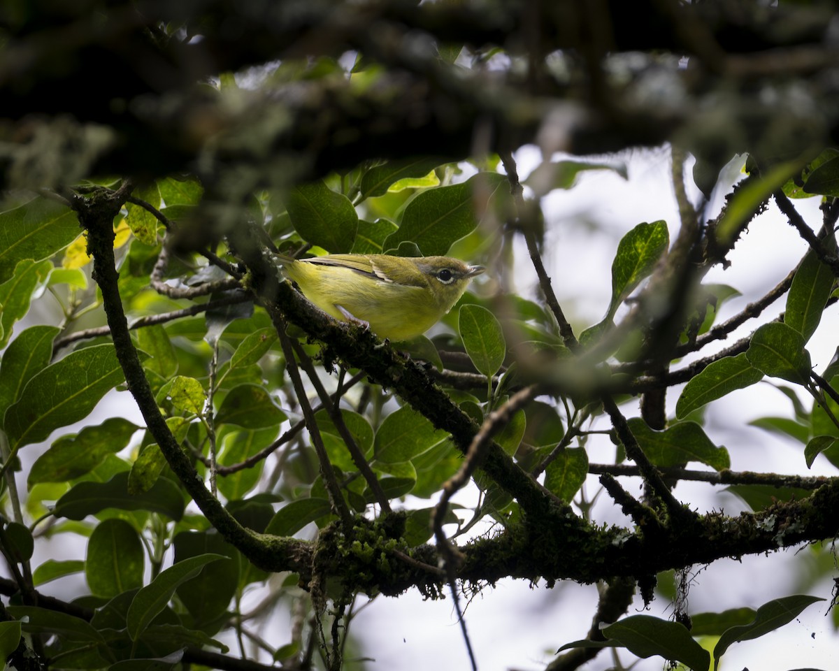 Trilling Shrike-Babbler - ML644585419