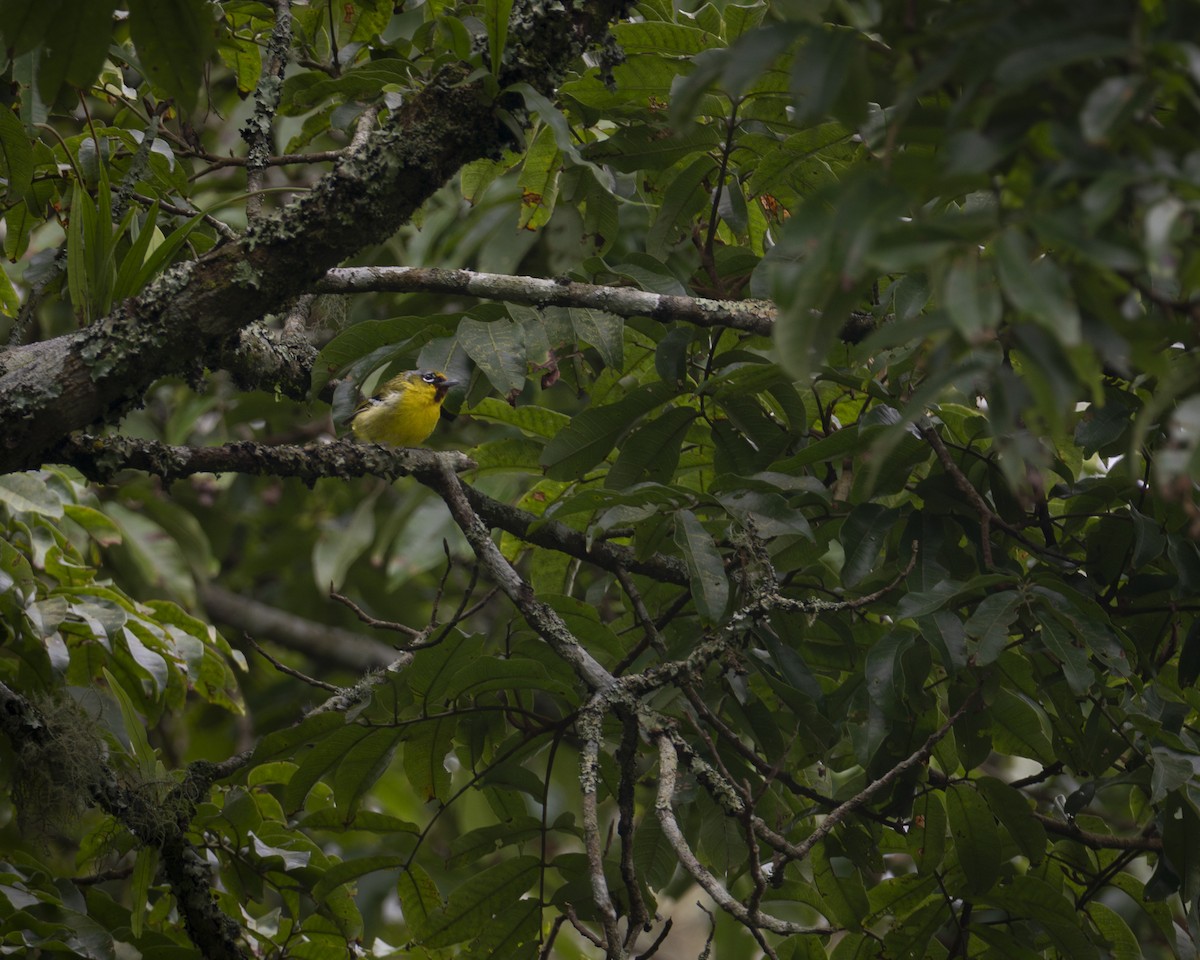 Trilling Shrike-Babbler - ML644585420
