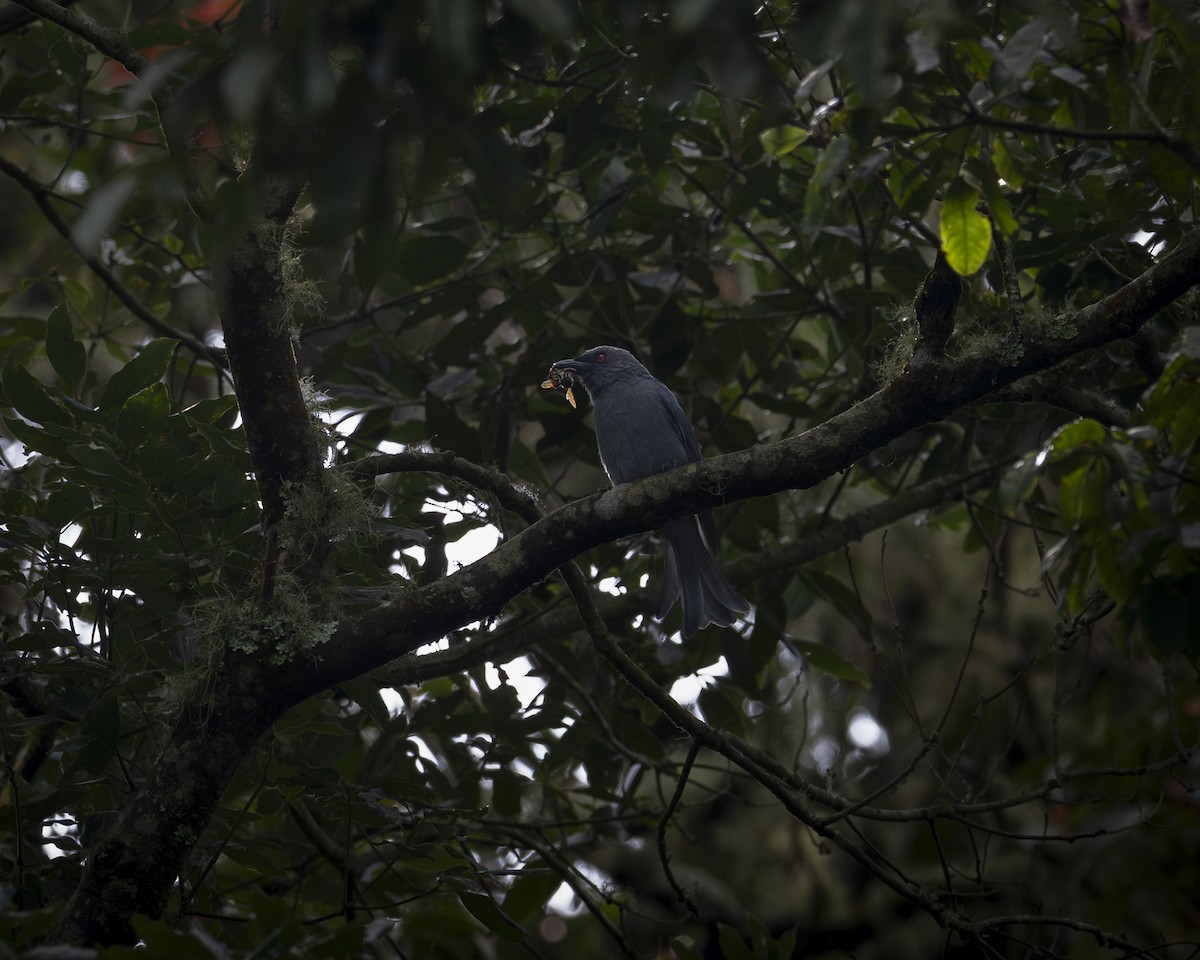 Ashy Drongo - ML644585421