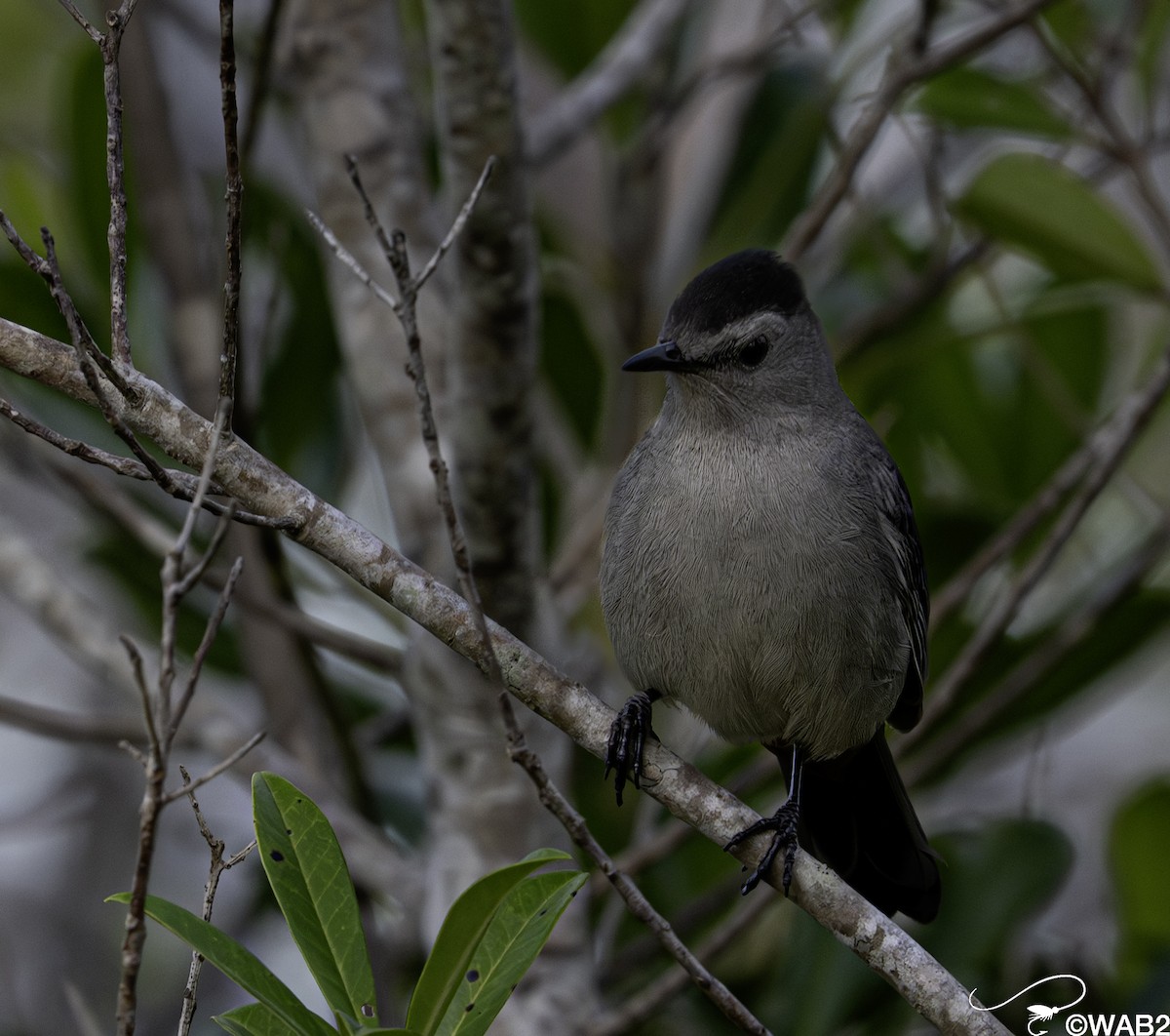 kattespottefugl - ML644585422