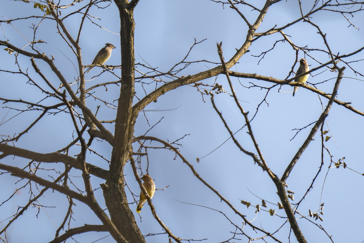Cedar Waxwing - ML644585424