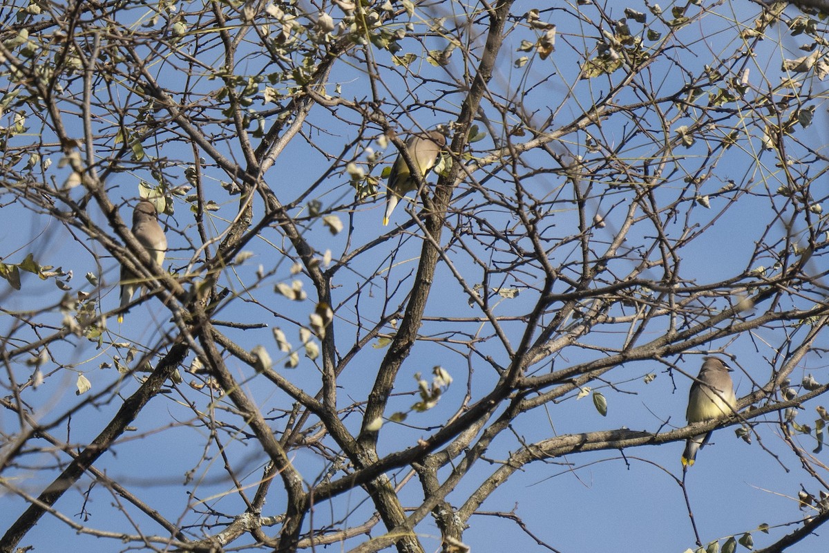 Cedar Waxwing - ML644585425