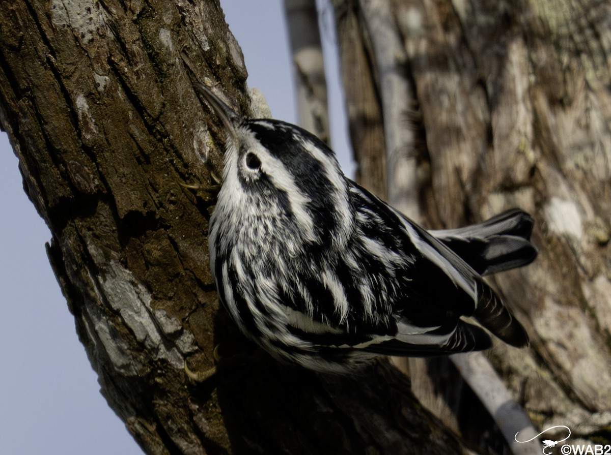 klatreparula - ML644585426