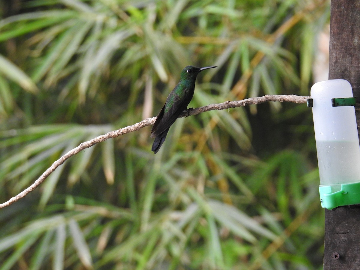 Колібрі-діамант колумбійський - ML644585427