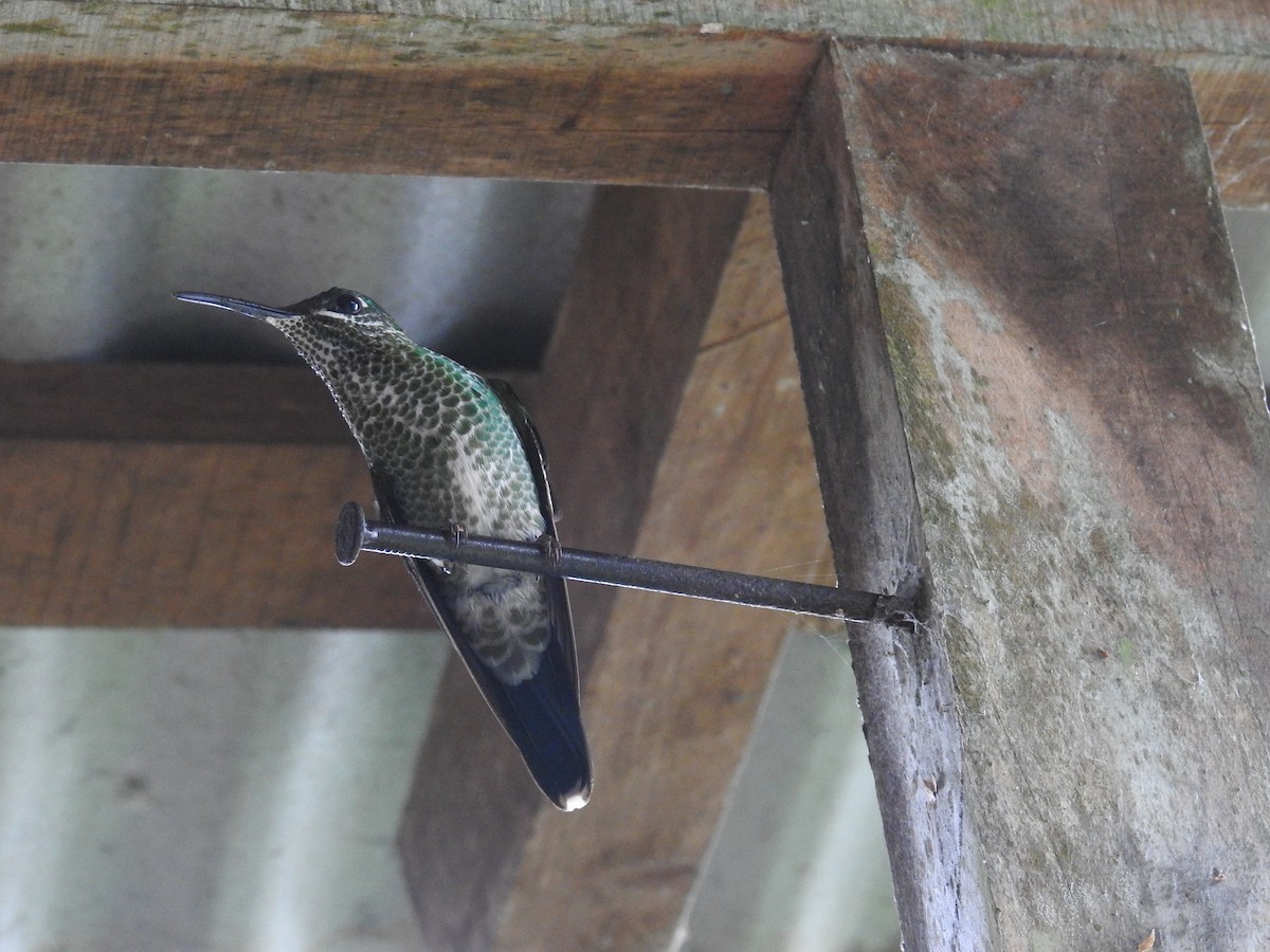 Колібрі-діамант колумбійський - ML644585429