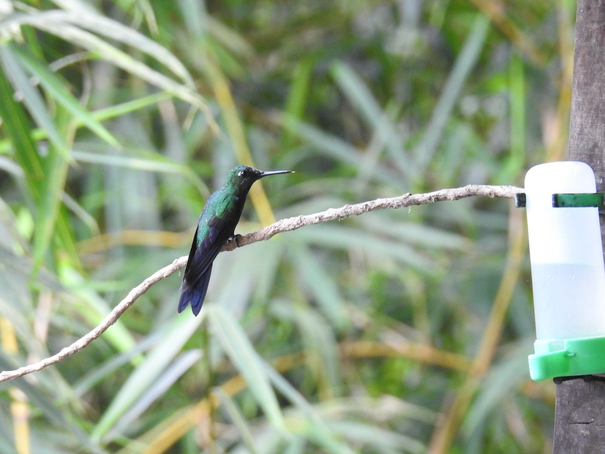 Колібрі-діамант колумбійський - ML644585431