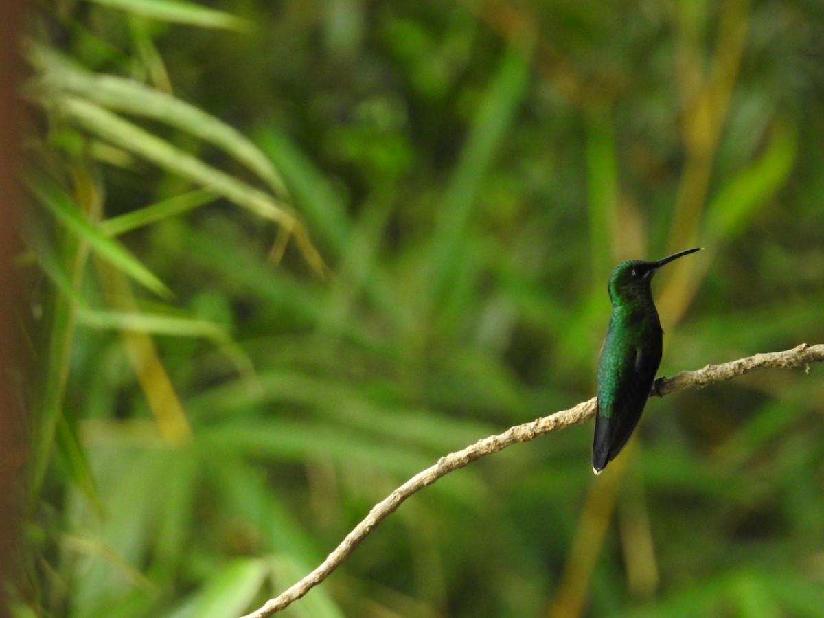 Колібрі-діамант колумбійський - ML644585432