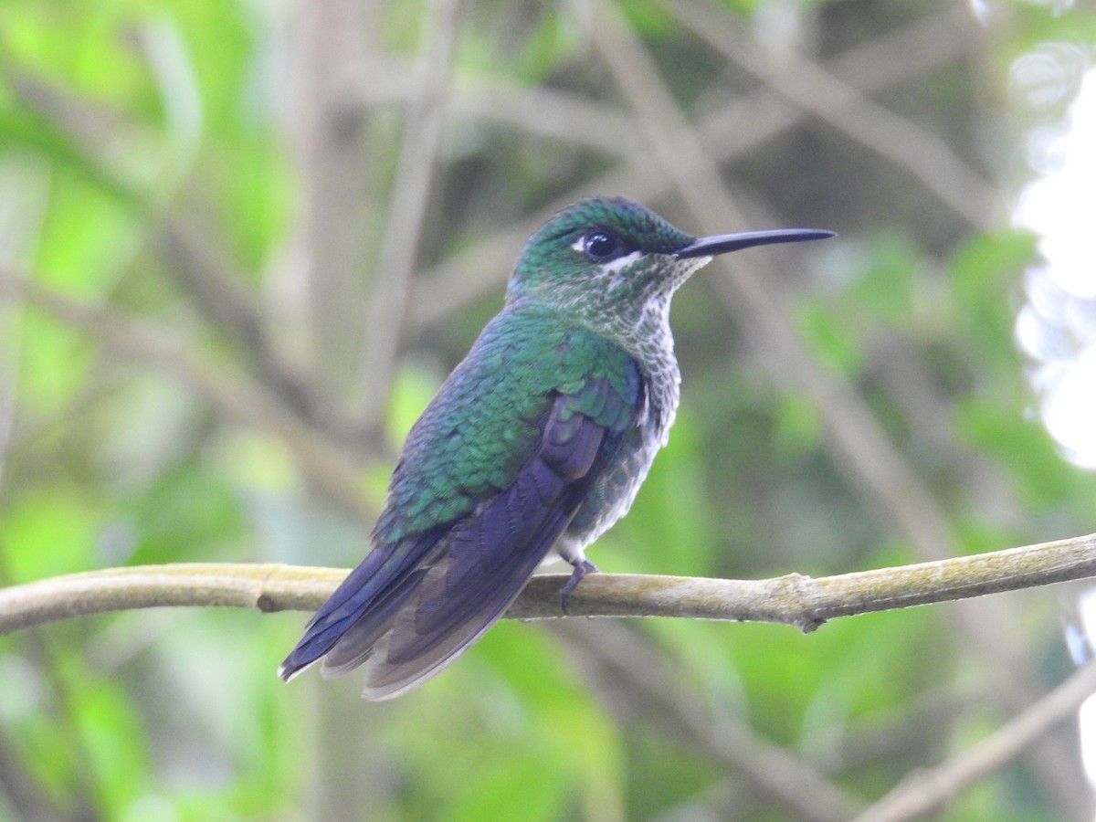 Колібрі-діамант колумбійський - ML644585433