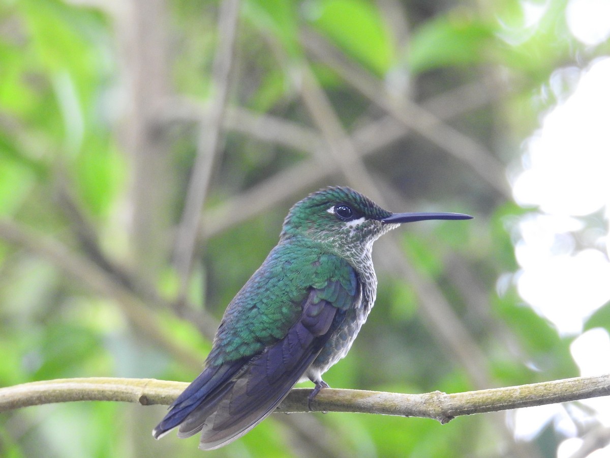 Колібрі-діамант колумбійський - ML644585434