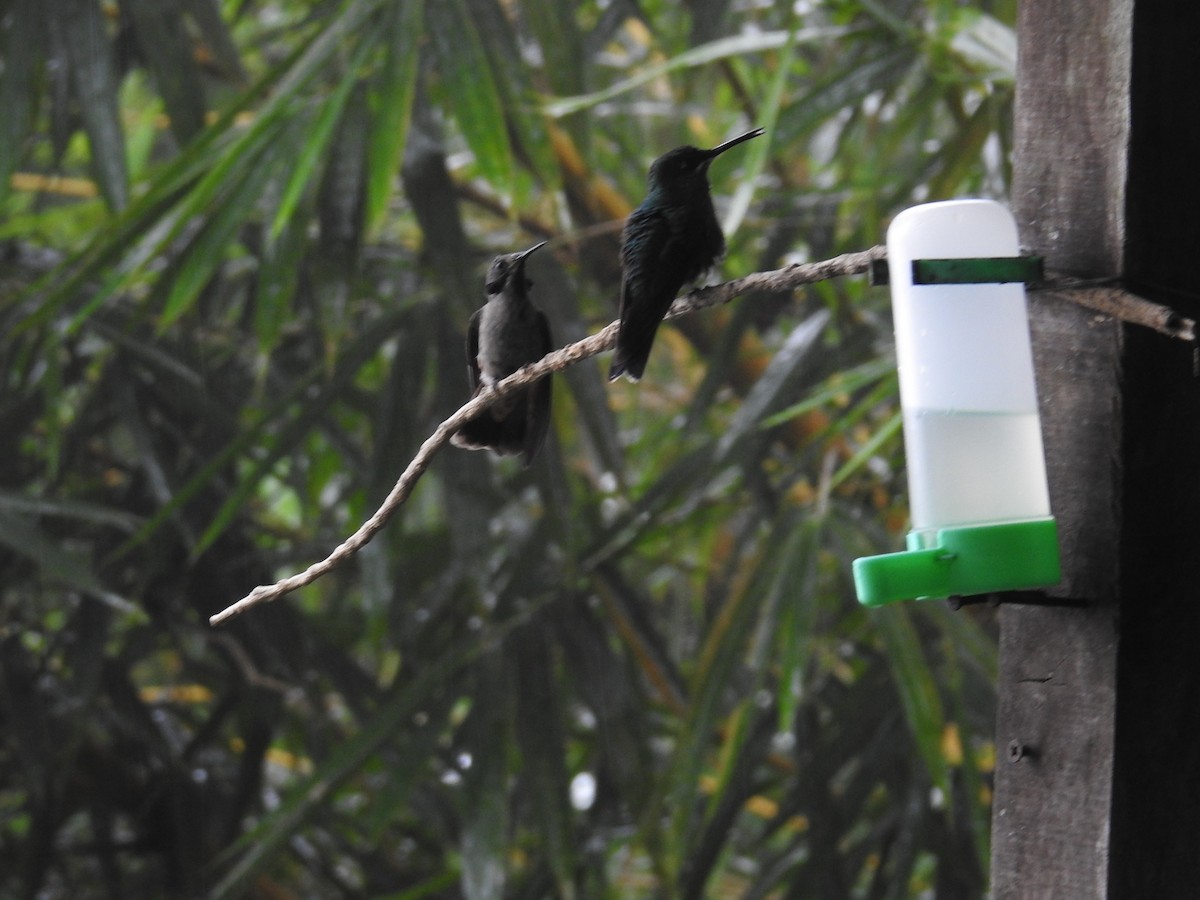 Колібрі-діамант колумбійський - ML644585435