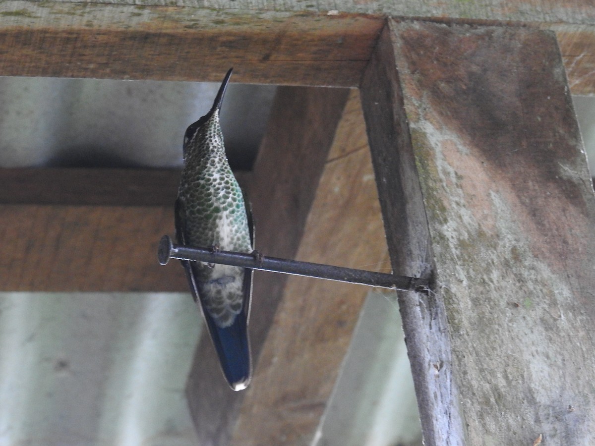 Колібрі-діамант колумбійський - ML644585436