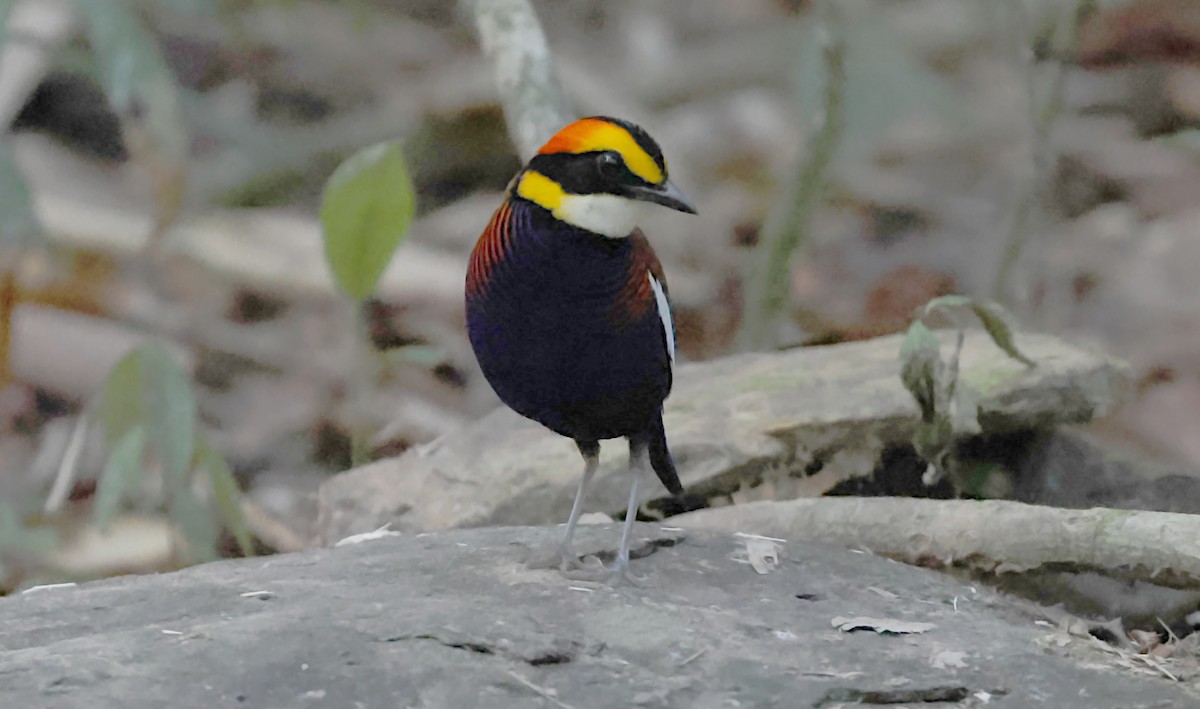 Белокрылая питта - ML644585437