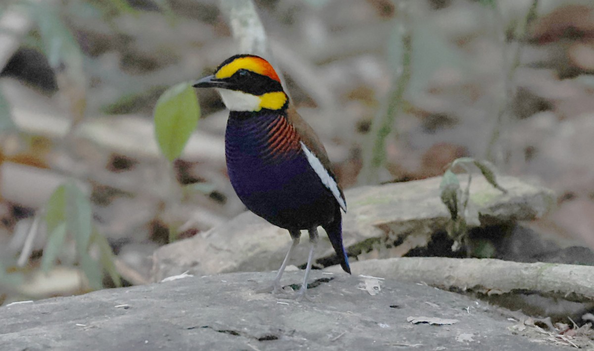 Белокрылая питта - ML644585438