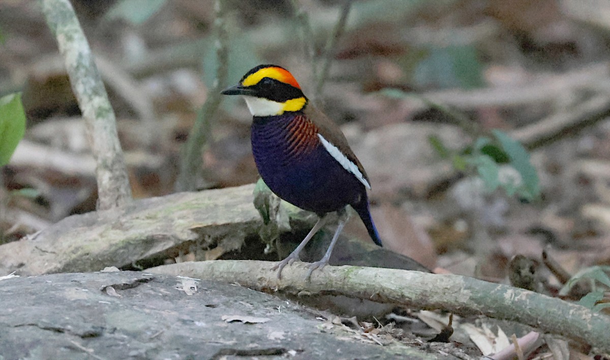 Белокрылая питта - ML644585439