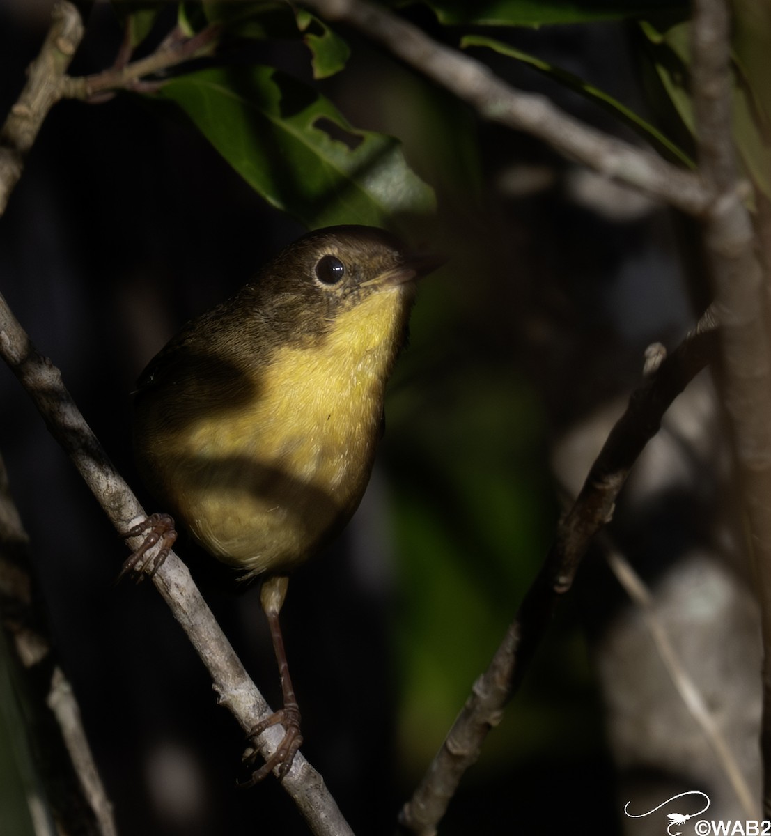 nordgulstrupe - ML644585440