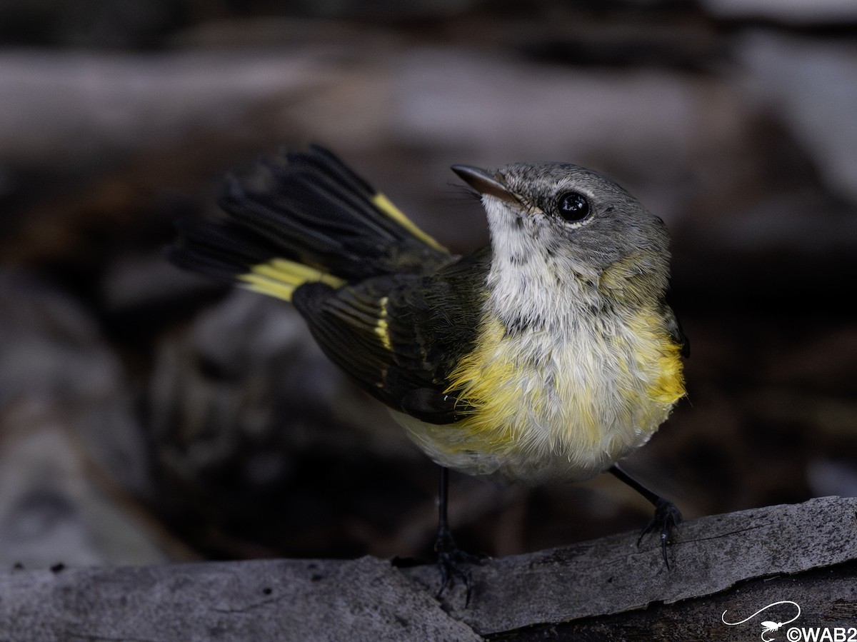 rødstjertparula - ML644585441