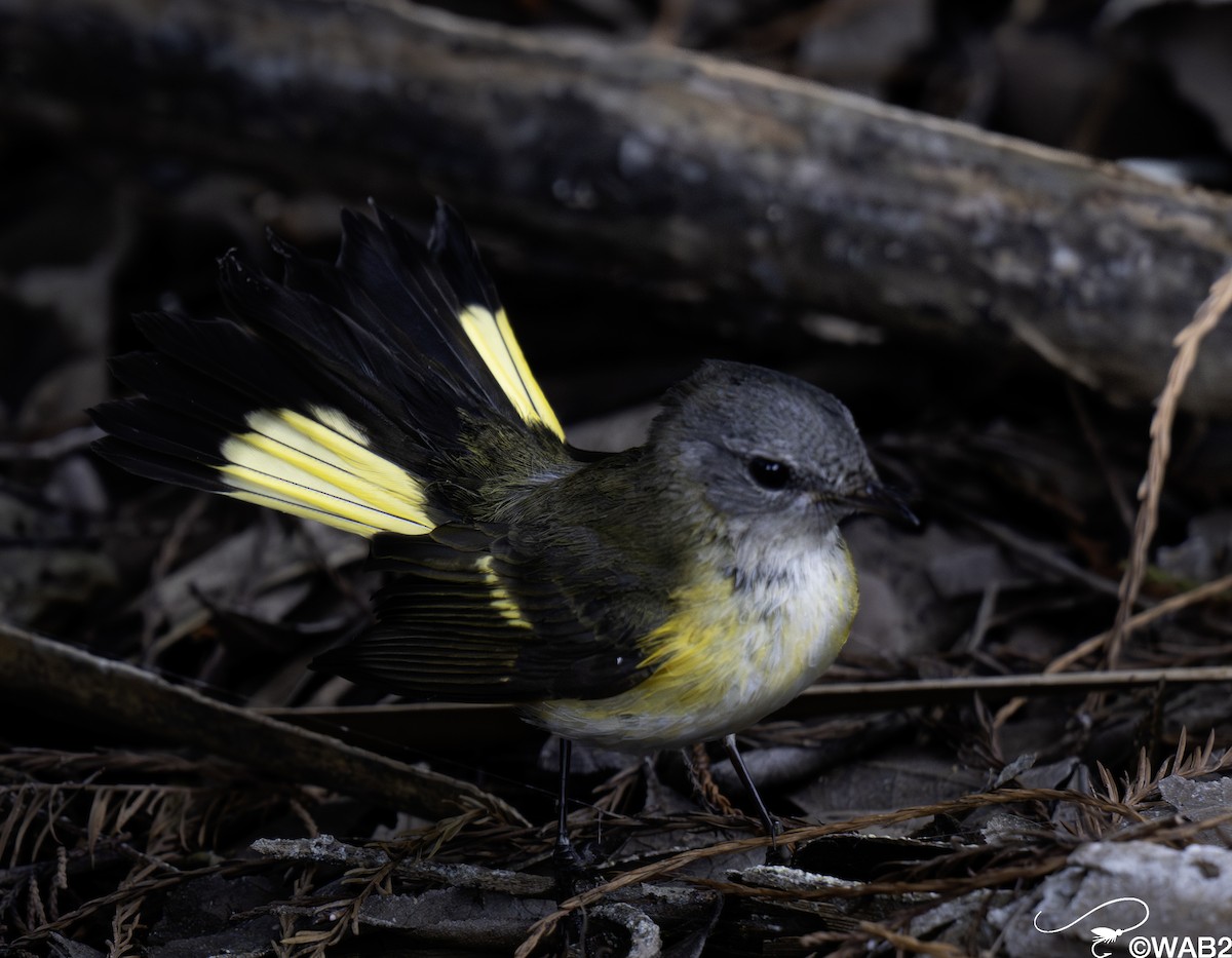 rødstjertparula - ML644585442